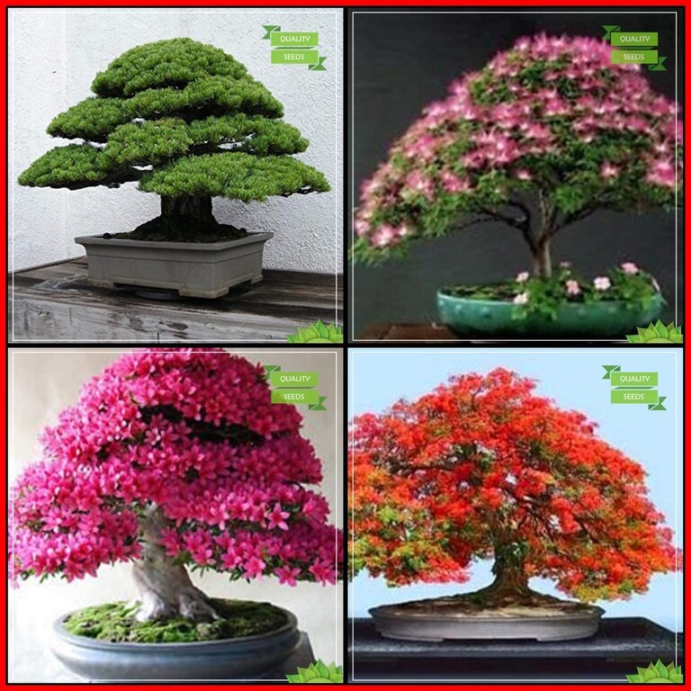 Air Purifying Plants Combo Bonsai Suitable Tree Seeds